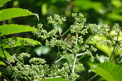 Hypolycaena thecloides
