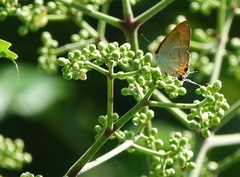 Hypolycaena thecloides