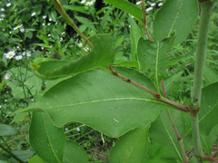 Koenigia alpina