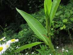 Koenigia alpina