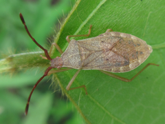 Homoeocerus dilatatus