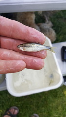 Richardsonius balteatus