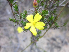 Hibbertia gracilipes