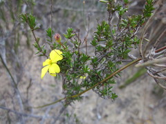 Hibbertia gracilipes