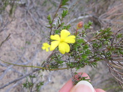 Hibbertia gracilipes