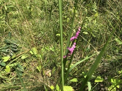 Spiranthes australis