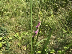 Spiranthes australis