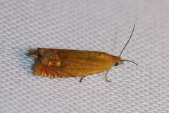 Lathronympha strigana