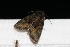 Oligia latruncula