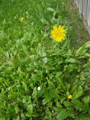 Helminthotheca echioides