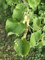 Tilia cordata