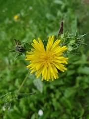 Helminthotheca echioides