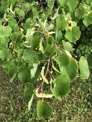 Tilia cordata
