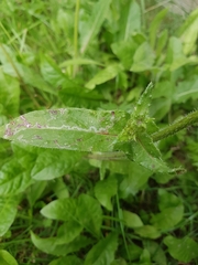 Helminthotheca echioides