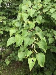 Tilia cordata