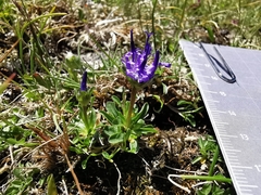 Phyteuma globulariifolium