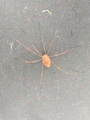 Leiobunum ventricosum