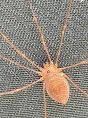 Leiobunum ventricosum