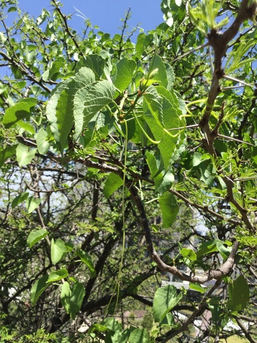 Cissus tiliacea, photograph 6