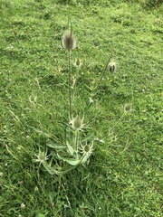 Dipsacus fullonum