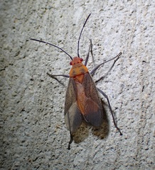 Jadera sanguinolenta