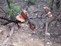 Hakea baxteri