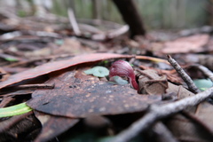 Corybas aconitiflorus