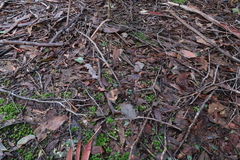Corybas aconitiflorus