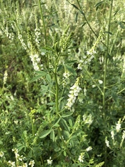 Melilotus albus