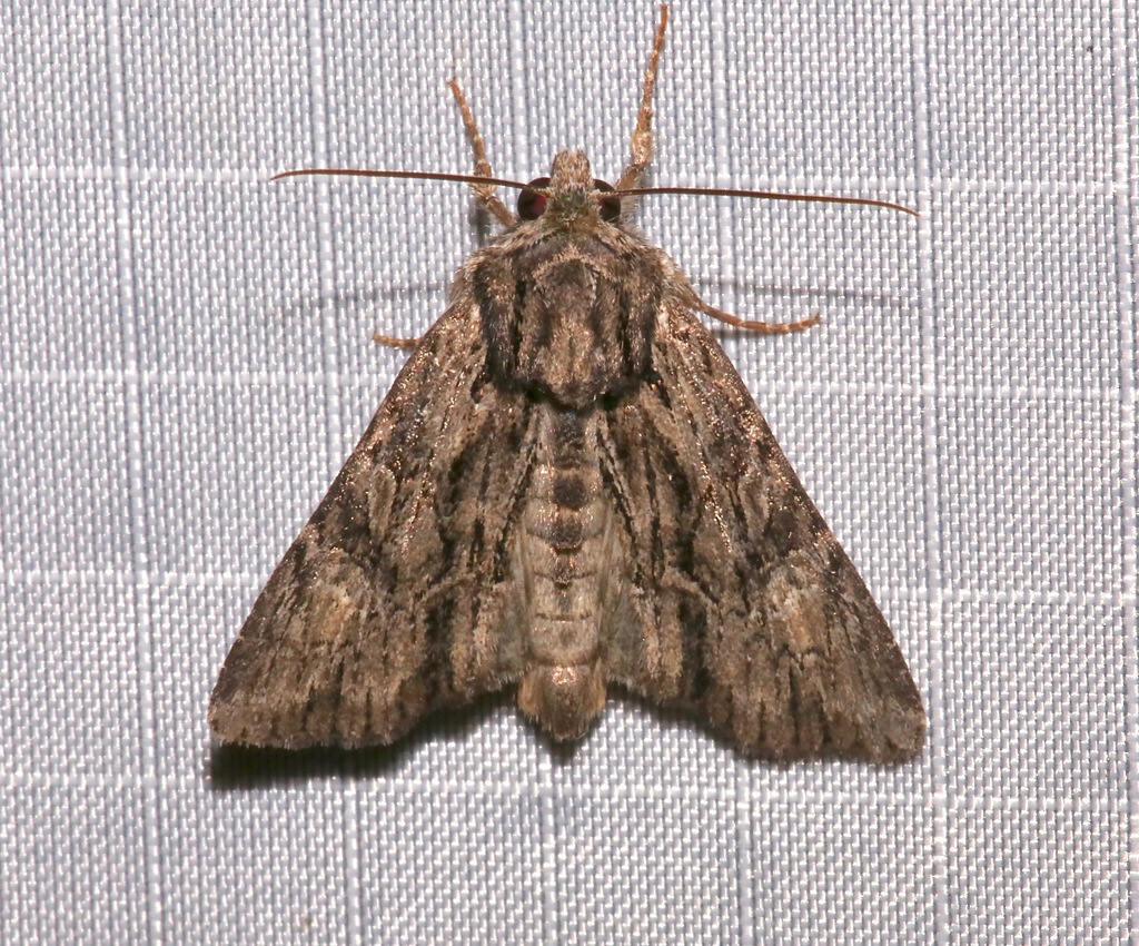 Apamea perpensa