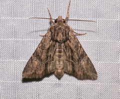 Apamea perpensa