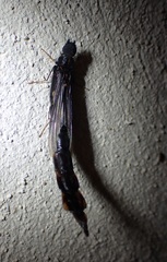 Atractocerus brasiliensis