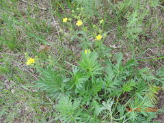 Potentilla tergemina