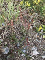Rumex acetosella