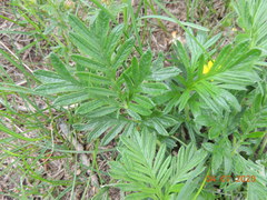 Potentilla tergemina