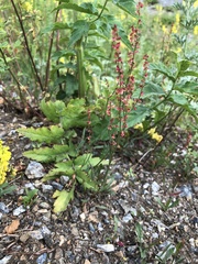 Rumex acetosella