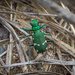 Northern Barrens Tiger Beetle - Photo (c) Brett Whaley, some rights reserved (CC BY-NC)
