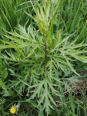 Artemisia vulgaris kamtschatica