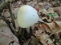 Amanita suballiacea