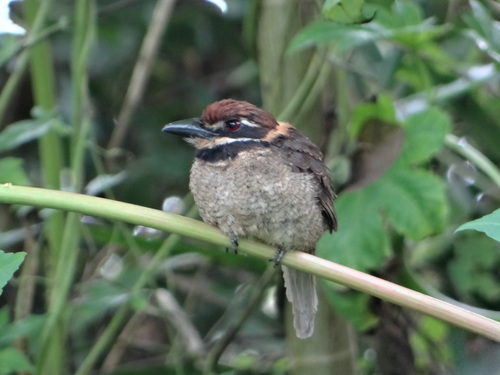 Bucco macrodactylus