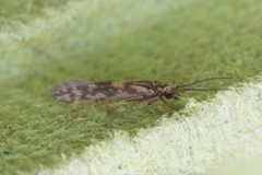Agraylea