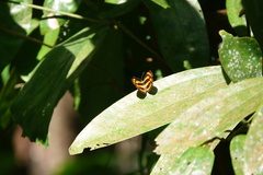 Pantoporia paraka