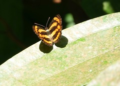 Pantoporia paraka
