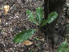 Daphniphyllum teijsmannii