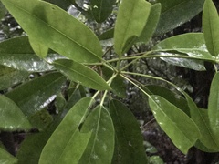 Daphniphyllum teijsmannii