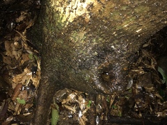 Daphniphyllum teijsmannii