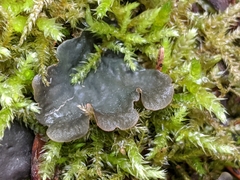 Peltigera