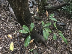 Daphniphyllum teijsmannii