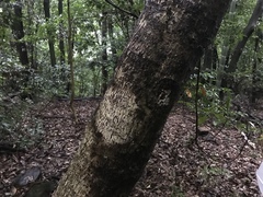 Daphniphyllum teijsmannii