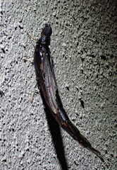 Atractocerus brasiliensis